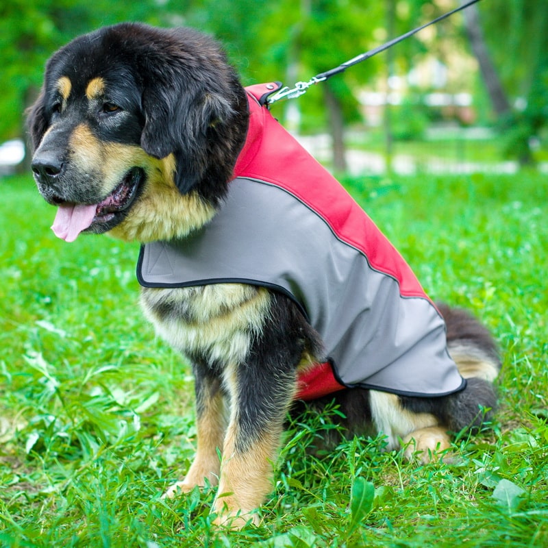 Нейлоновая шлея накидка для тибетского мастифа «Raincoat Cape»